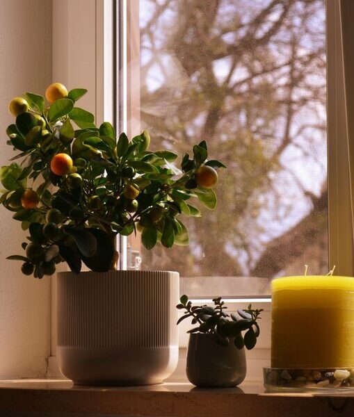 How to Refresh Your Home with Plants: Easy Tips for a Greener Space
