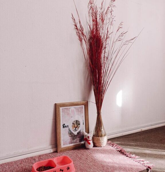 How to Create a Cozy and Safe Pet-Friendly Home Corner